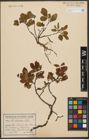 Foto von Salix silesiaca Willd.